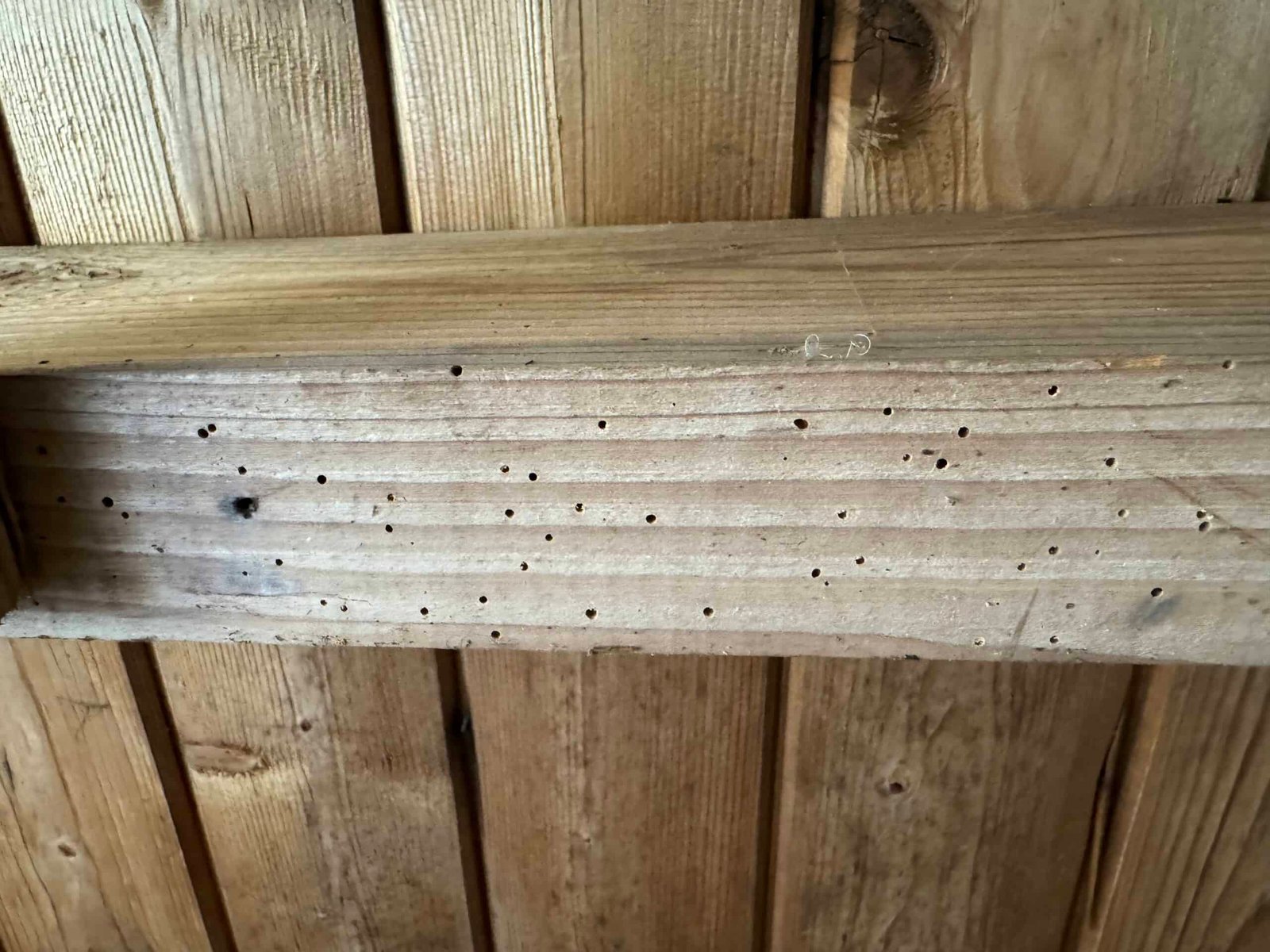 Gaten in het hout van houtwormen. Foto genomen door onze houtworm bestrijder.